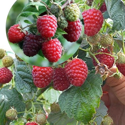 Rubus idaeus 'Daiga' - Harilik vaarikas 'Daiga' C3/3L